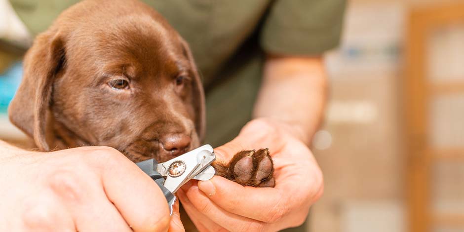 Cómo cortar las uñas a los perros Cómo cortar las uñas a los perros