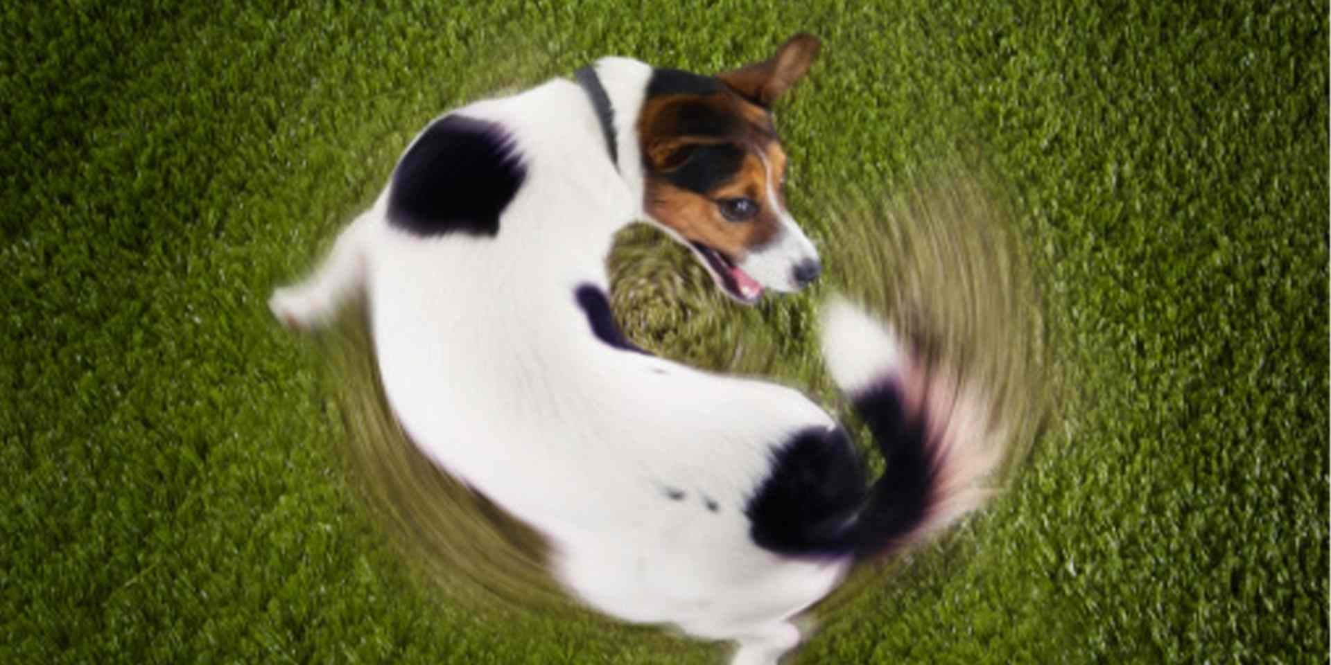 Importancia de cartílago para las articulaciones del perro