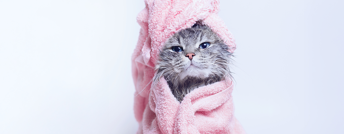 consejos cómo bañar a un gato