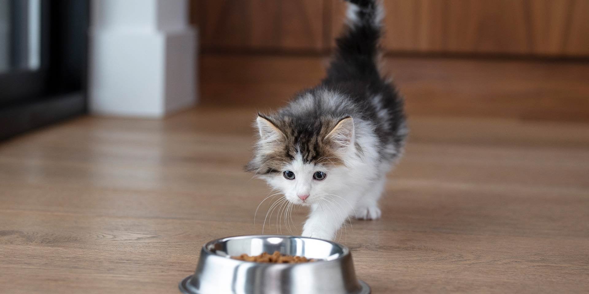 Descubre que comen los gatitos bebes