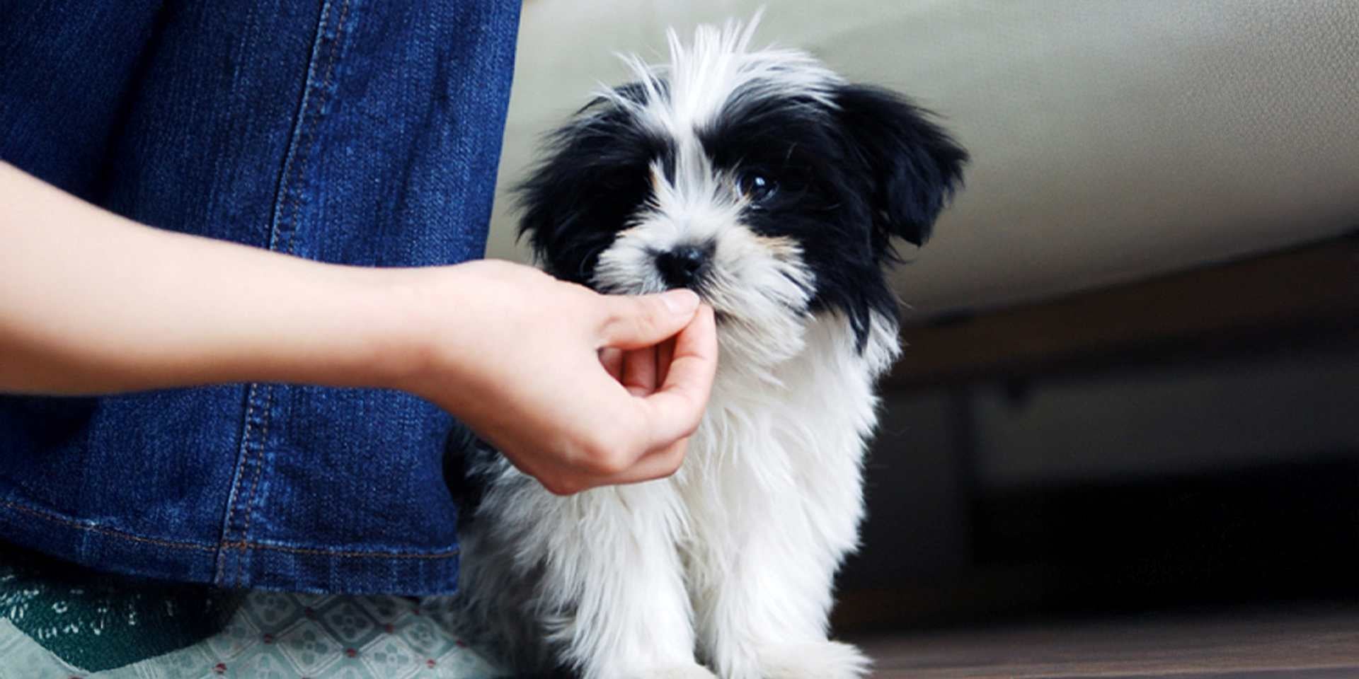 tipos de diarrea en perros