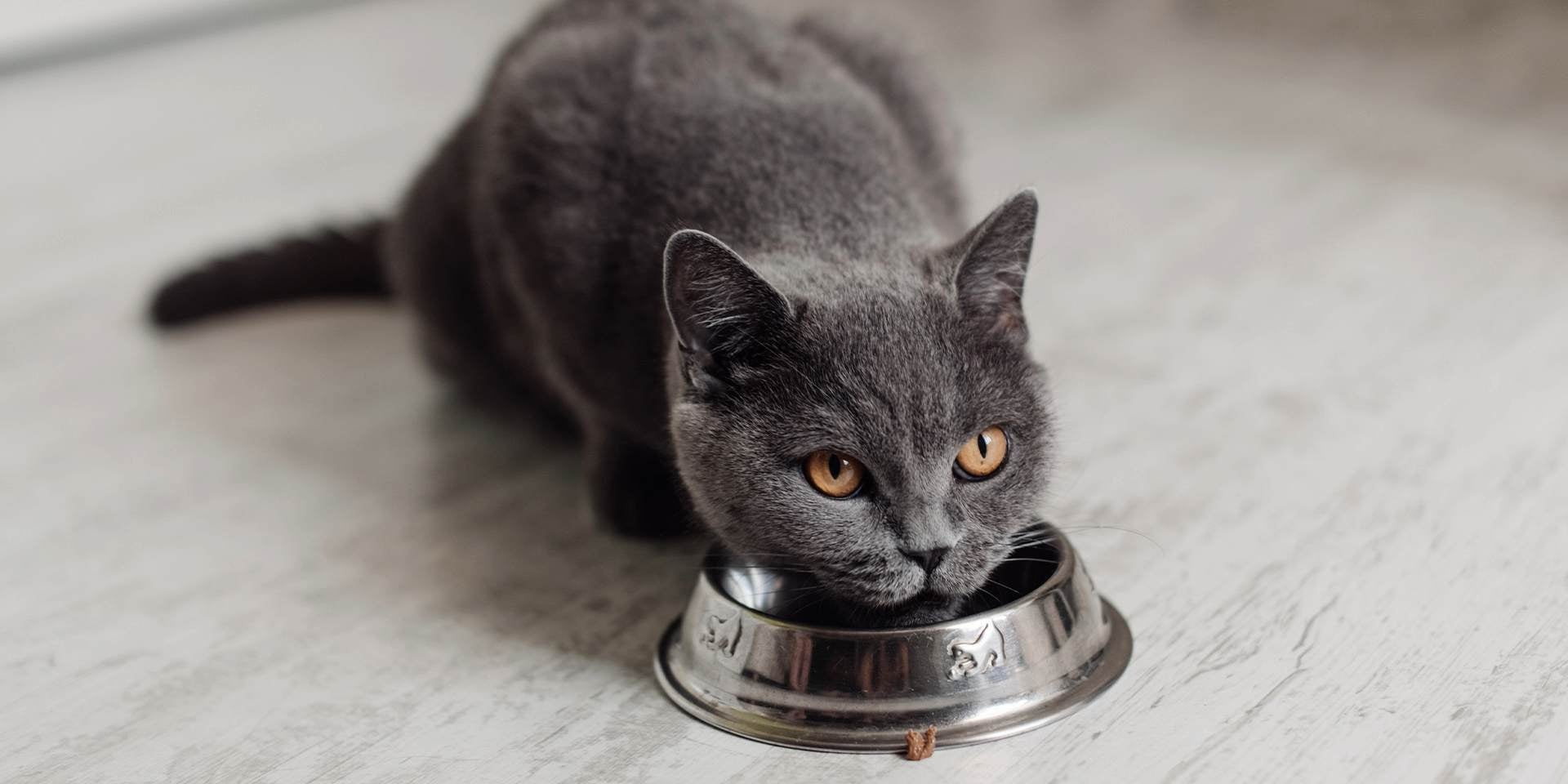 Alimentos para gatos con problemas renales.