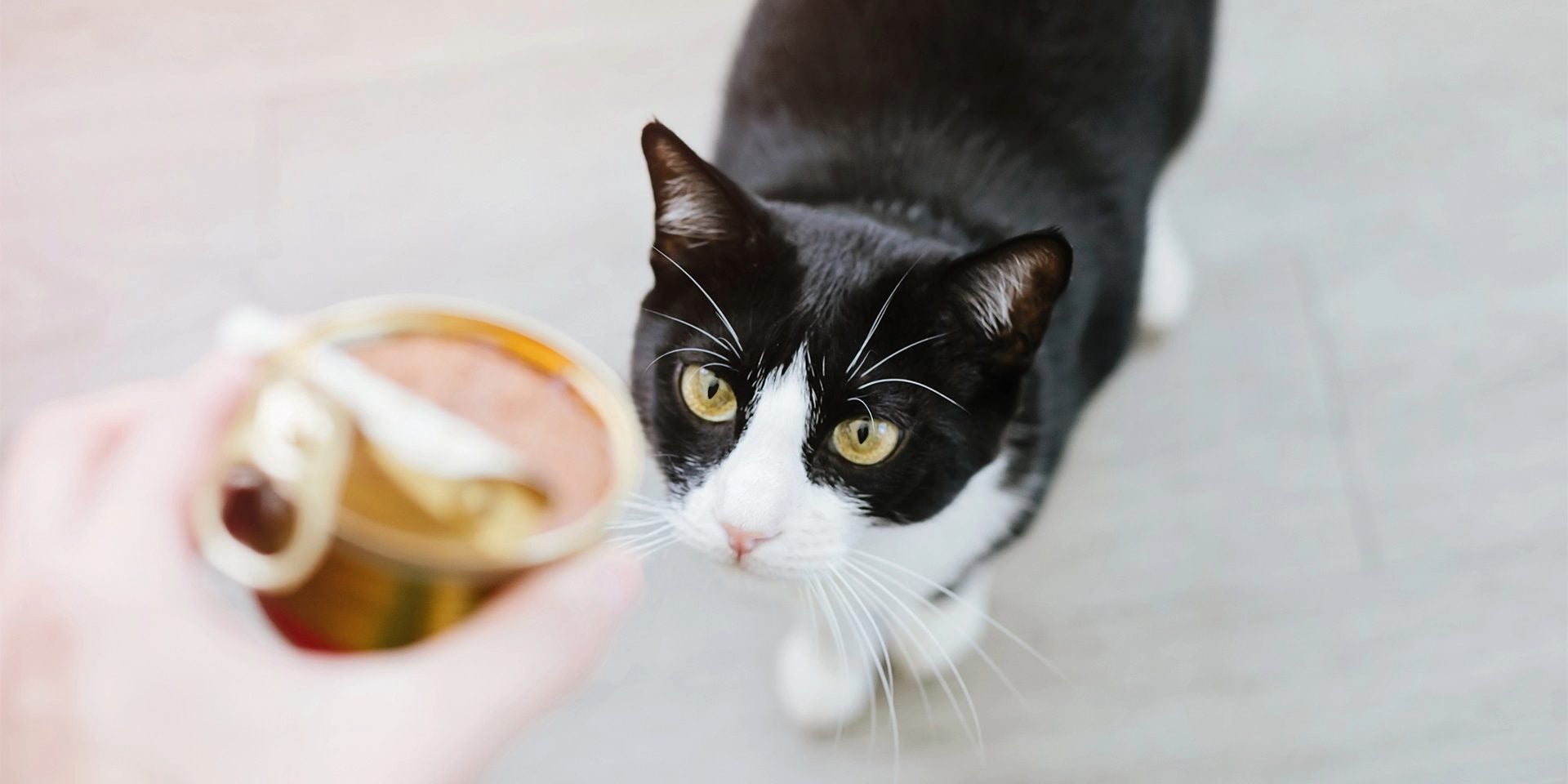 Comida húmeda para gatos.