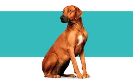 purina-cuidados-perro.png.webp?itok=ZB1I5Eg2