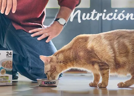 purina-img-cuidados-nutricion.jpg.webp?itok=6YYJvHw_