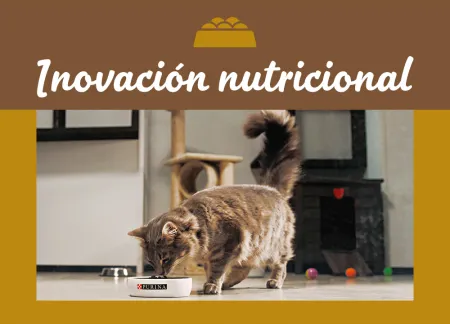 purina-img-nutrition.jpg.webp?itok=jCpDMgwf purina-img-nutrition.jpg.webp?itok=jCpDMgwf
