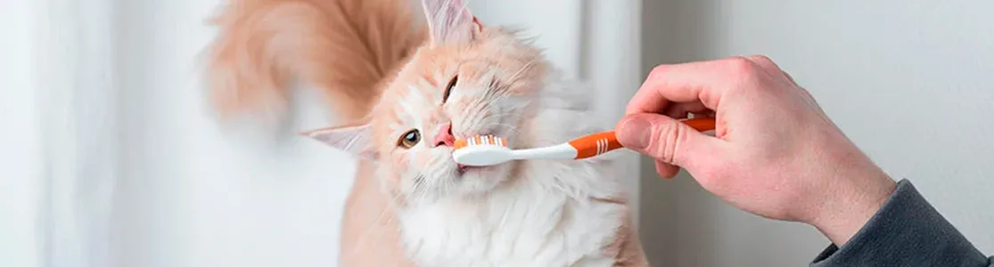 purina-brand-cuidado-de-los-dientes-de-gatos-banner-desktop.png