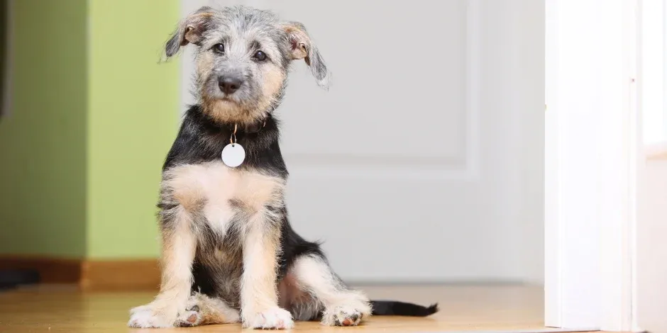 Perro criollo pequeño sentado. Ojos marrones, de pelaje color beige y pecho negro, con un dije plateado colgando de su cuello.