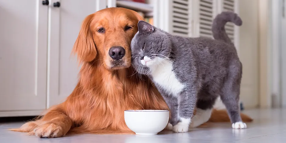 purina-perros-y-gatos-pueden-ser-amigos.png