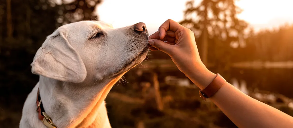 Purina®-nutriendo-mascotas.jpg