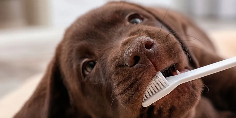 Cómo debo cepillar los dientes de mi perro.jpg