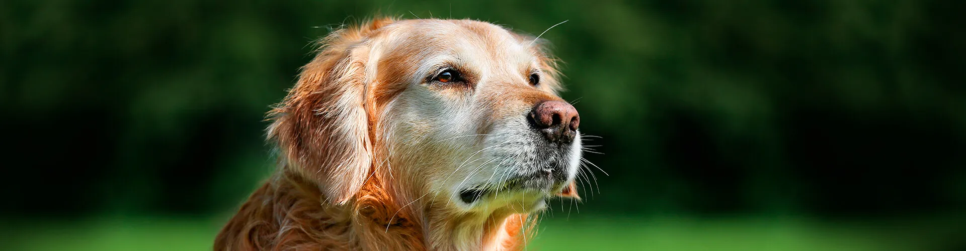 Purina® Pro Plan® Cuidados del perro senior.jpg