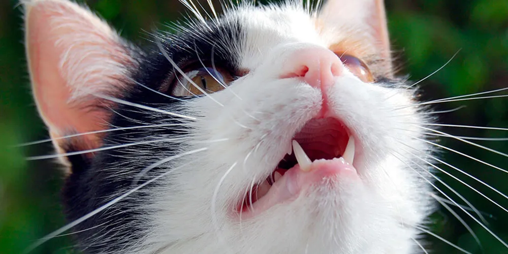 Purina® Pro Plan® Nota ¿Cómo cuidar de los dientes de mi gato.jpg