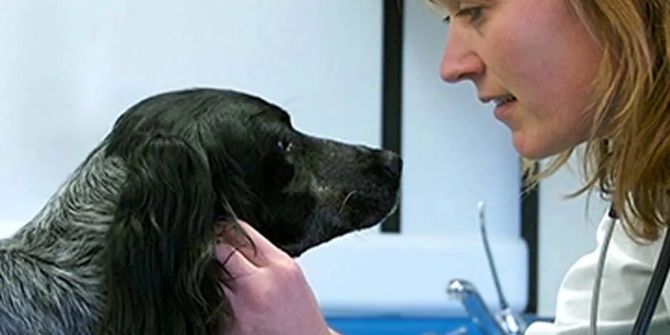 Tras la esterilización de perros como la de este can de raza mediana, color negro, lleva a tu mascota al veterinario