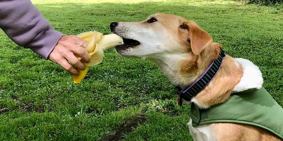 Perro con chaleco verde sentado, alimentándose con un banano que le da su amo, en un parque. 