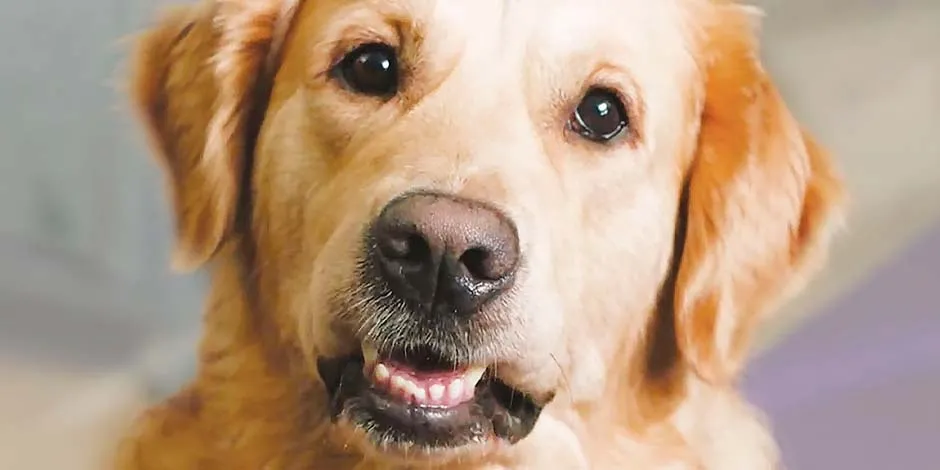 Acá vemos un adulto color amarillo de una de las razas de perros grandes más reconocidas como es el labrador.  